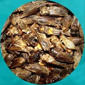 Insects for animal feed