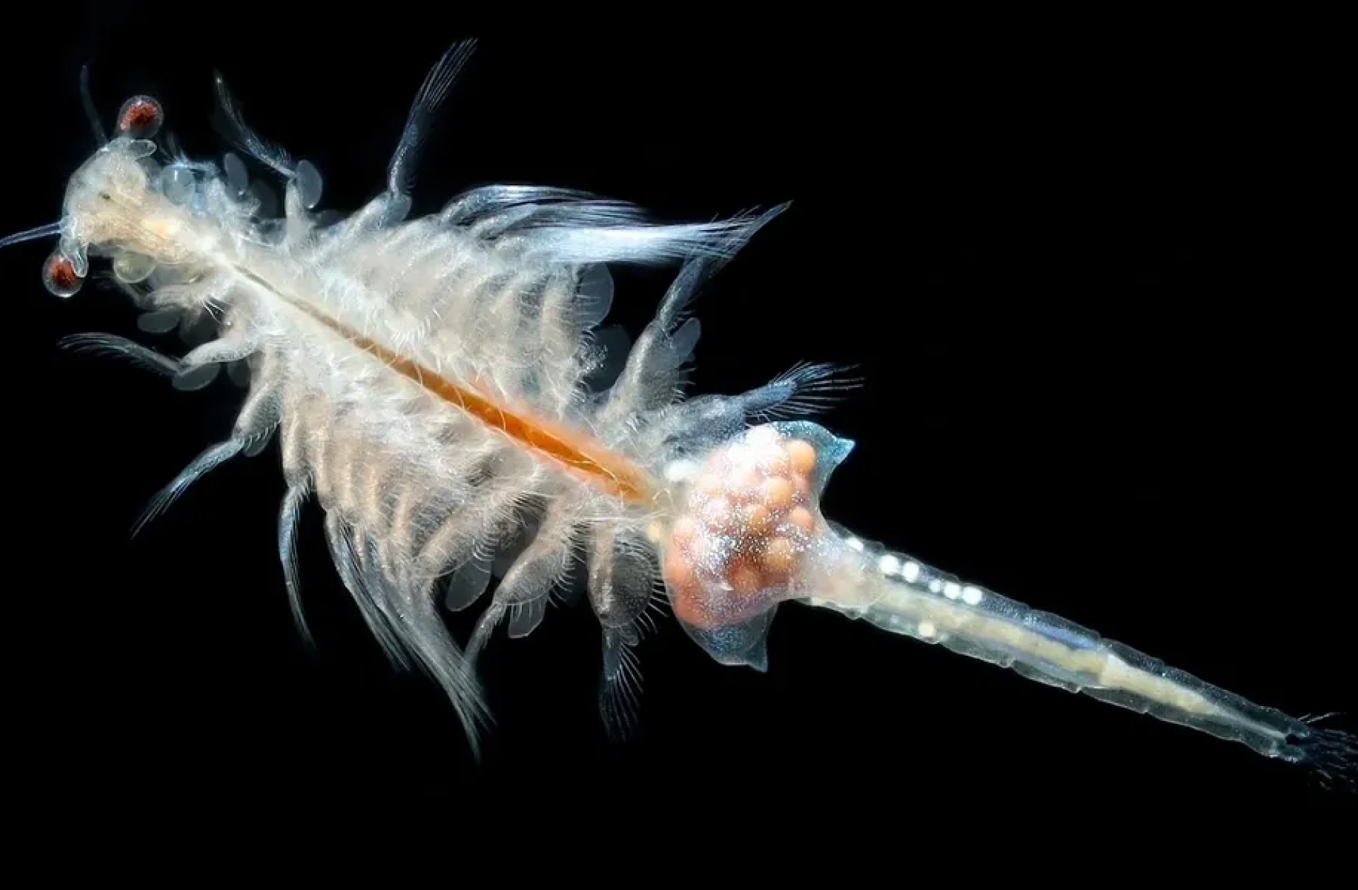 Brine shrimp with visible features