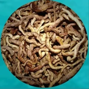 FREEZE DRIED EARTHWORM